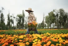 El cambio climático pone en riesgo la flor de cempasúchil en México
