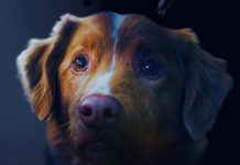 Indy, el perro que ganó como Mejor Actor y sorprendió a cinefilos