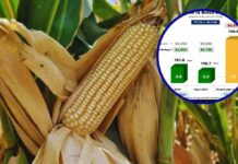 Estados Unidos desploma el precio internacional del maíz este inicio de 2026