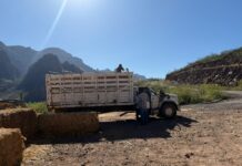 Publica SDR convocatoria para adquirir pacas de esquilmos para productores pecuarios