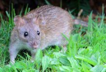 ¿Qué es el hantavirus y por qué preocupa a las autoridades sanitarias?